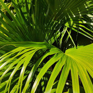 frcc嫩白的1516性HD
